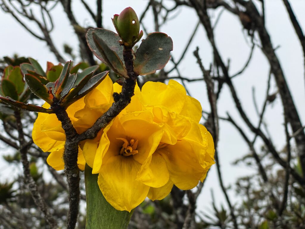 22_pico_da_neblina_flora