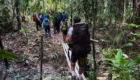 trekking_pico_da_neblina