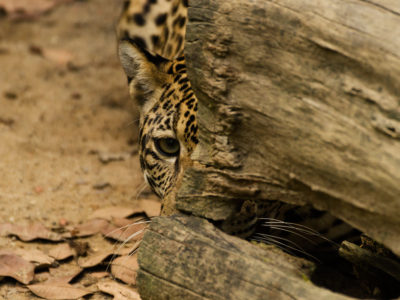 Sustainability - Durabilité