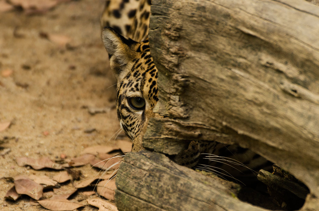 amazon-wild-jaguar