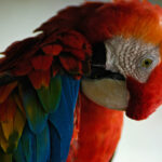 Birdwatching experience on the Manakin Riverboat
