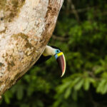 Birdwatching experience at Amazon Riverside Lodge