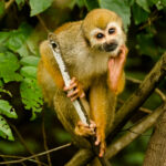 Nature activities at Private Rainforest Refuge in the Brazilian Amazon