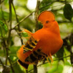Nature activities at Private Rainforest Refuge in the Brazilian Amazon