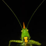 Guided nature walk through pristine Amazon rainforest near the Private Refuge Lodge.