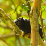 Guided nature walk through pristine Amazon rainforest near the Private Refuge Lodge.