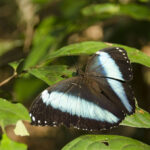amazon boutique lodge guided forest experience