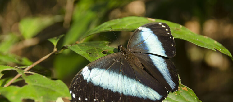 amazon boutique lodge guided forest experience