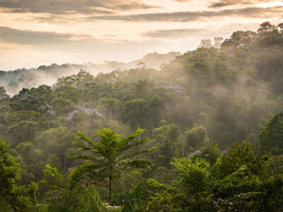 Forest landscape near Private Rainforest Refuge in Brazil