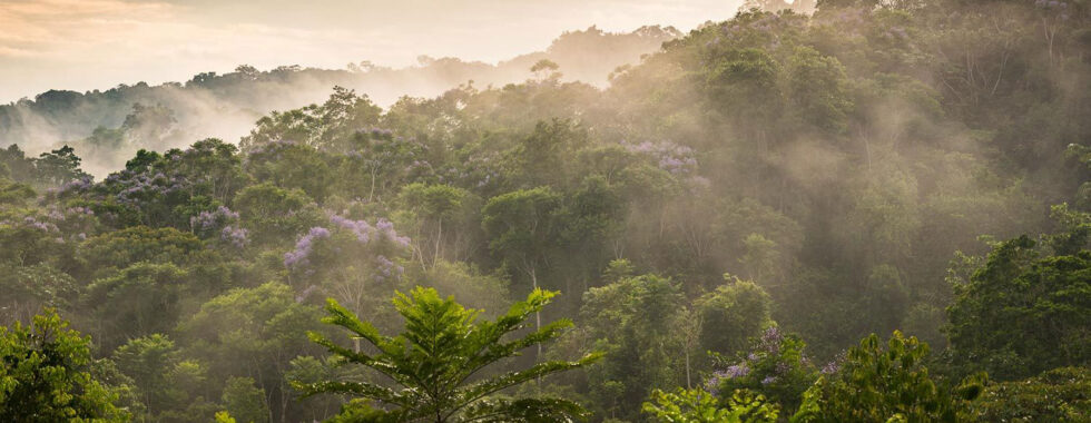 Forest landscape near Private Rainforest Refuge in Brazil