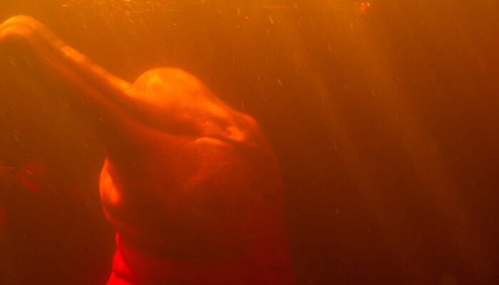 Canoe trip through Amazon rivers and creeks