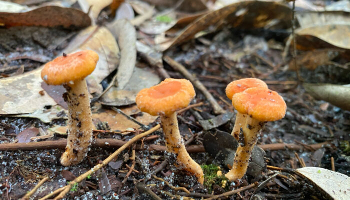 A variety of wild mushrooms growing on the forest floor in the Amazon rainforest, highlighting the intricate ecosystem of the area.