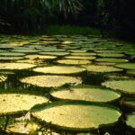 Amazon Canoe Exploration