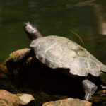 Wildlife observation from a canoe in the Amazon Rainforest