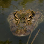 Wildlife observation on a Manakin Riverboat expedition